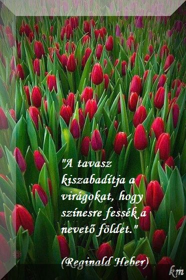 www.tvn.hu_fa7ce42e601130f7202283cfde2286b0.jpg